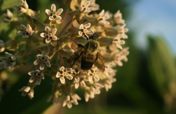 Bumblebee On Milkweed Plant