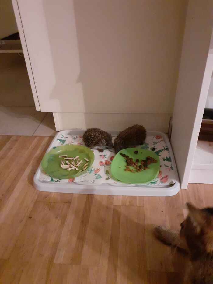 Not My Cats - But My Cat Is Watching...