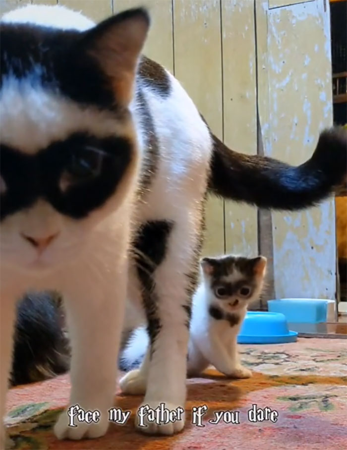 This Cat Became Popular On The Internet For Looking Like Zorro, Gets A Kitten Named Bandit That Looks Exactly Like Him