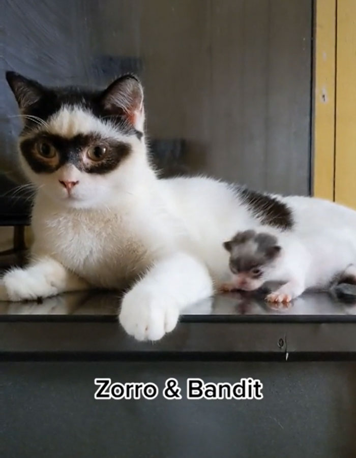 This Cat Became Popular On The Internet For Looking Like Zorro, Gets A Kitten Named Bandit That Looks Exactly Like Him