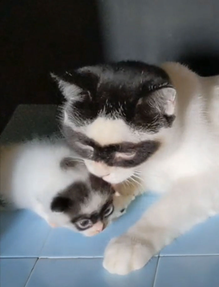 This Cat Became Popular On The Internet For Looking Like Zorro, Gets A Kitten Named Bandit That Looks Exactly Like Him This Cat Became Popular On The Internet For Looking Like Zorro, Gets A Kitten Named Bandit That Looks Exactly Like Him