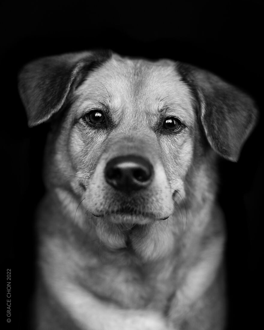 I Took Photos Of Dogs That Can Help You Slow Down, Breathe, And Feel Better.