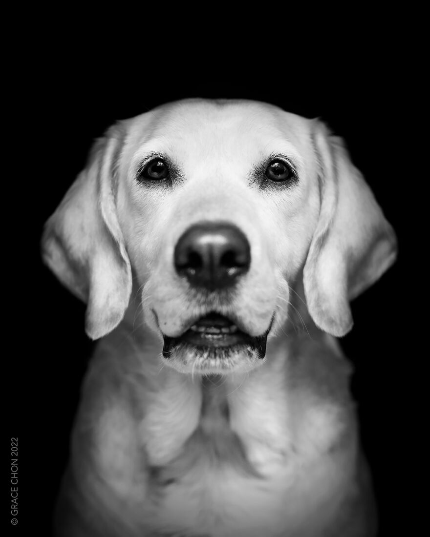 I Took Photos Of Dogs That Can Help You Slow Down, Breathe, And Feel Better.