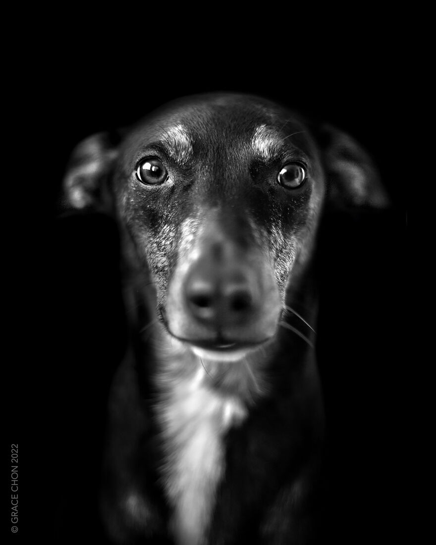 I Took Photos Of Dogs That Can Help You Slow Down, Breathe, And Feel Better.