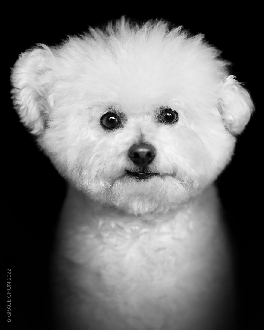 I Took Photos Of Dogs That Can Help You Slow Down, Breathe, And Feel Better.