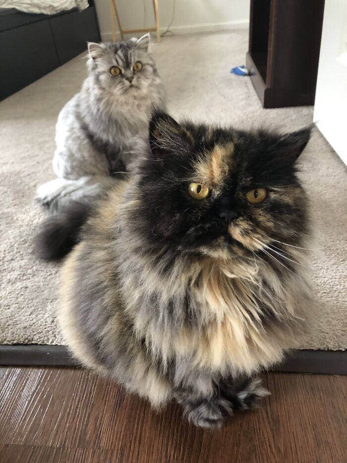 Woman Saves Almost $30K By Taking Care Of People's Cats While Traveling Woman Saves Almost $30K By Taking Care Of People's Cats While Traveling