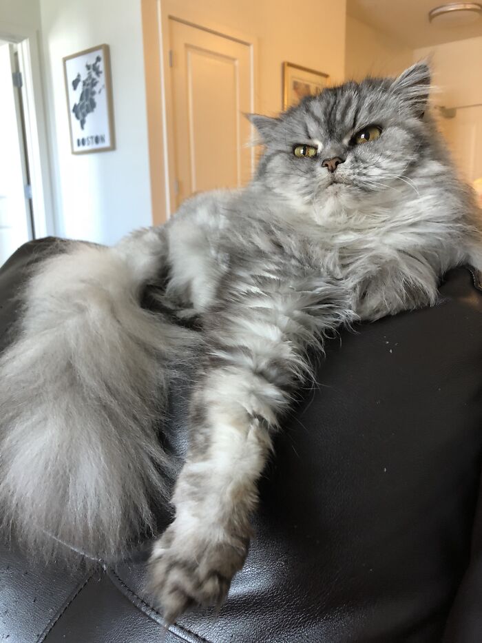 Woman Saves Almost $30K By Taking Care Of People's Cats While Traveling Woman Saves Almost $30K By Taking Care Of People's Cats While Traveling