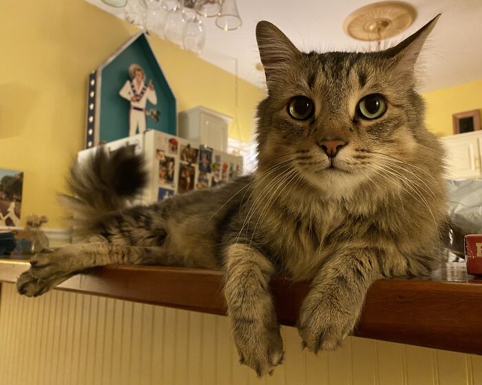 Woman Saves Almost $30K By Taking Care Of People's Cats While Traveling Woman Saves Almost $30K By Taking Care Of People's Cats While Traveling