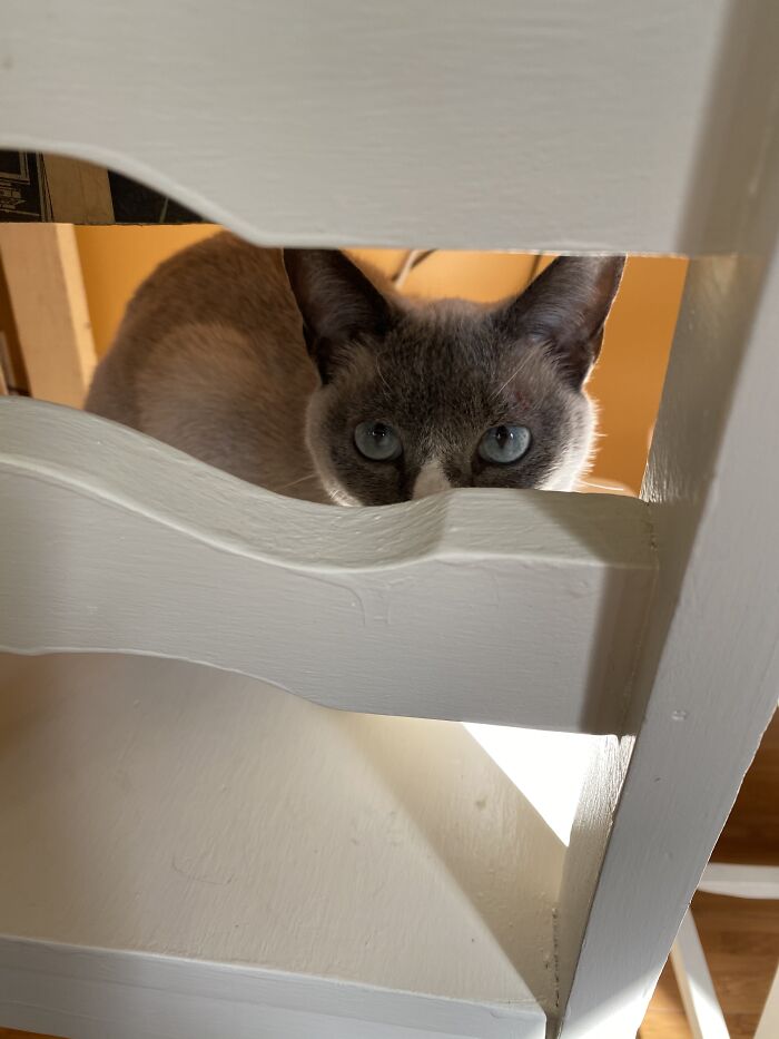 Woman Saves Almost $30K By Taking Care Of People's Cats While Traveling Woman Saves Almost $30K By Taking Care Of People's Cats While Traveling