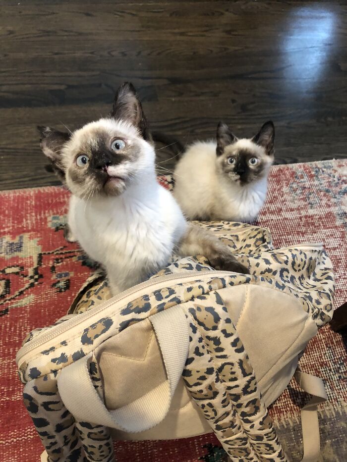 Woman Saves Almost $30K By Taking Care Of People's Cats While Traveling Woman Saves Almost $30K By Taking Care Of People's Cats While Traveling