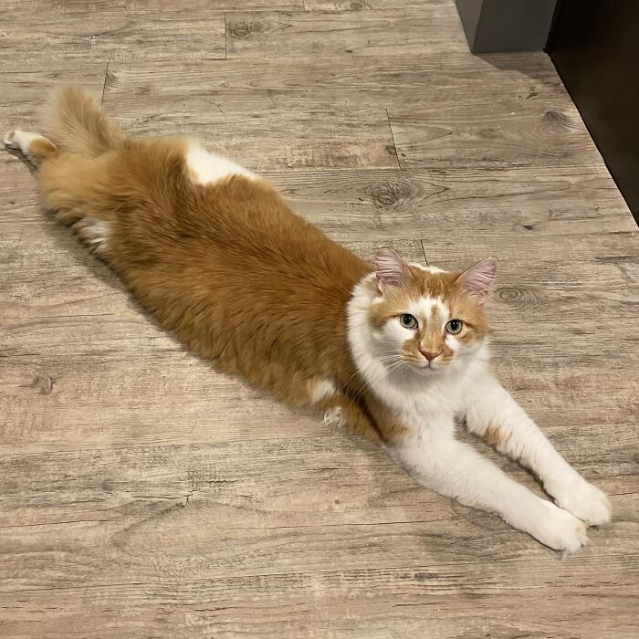 Woman Saves Almost $30K By Taking Care Of People's Cats While Traveling Woman Saves Almost $30K By Taking Care Of People's Cats While Traveling