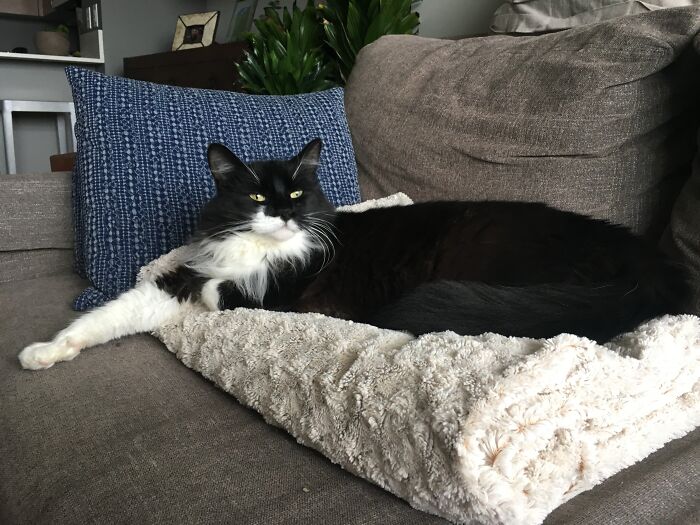 Woman Saves Almost $30K By Taking Care Of People's Cats While Traveling Woman Saves Almost $30K By Taking Care Of People's Cats While Traveling