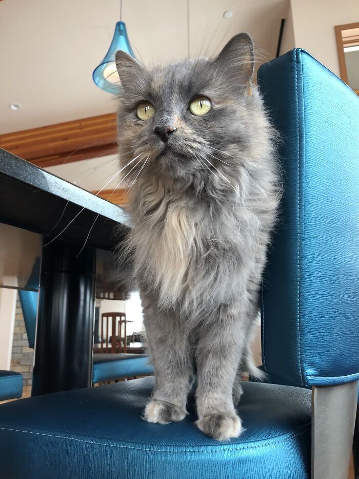 Woman Saves Almost $30K By Taking Care Of People's Cats While Traveling Woman Saves Almost $30K By Taking Care Of People's Cats While Traveling