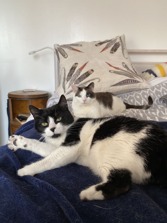 Woman Saves Almost $30K By Taking Care Of People's Cats While Traveling Woman Saves Almost $30K By Taking Care Of People's Cats While Traveling