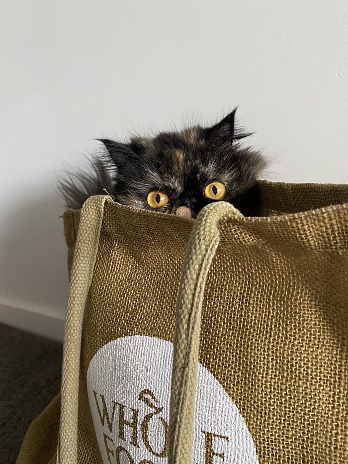 Woman Saves Almost $30K By Taking Care Of People's Cats While Traveling Woman Saves Almost $30K By Taking Care Of People's Cats While Traveling