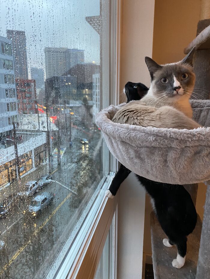 Woman Saves Almost $30K By Taking Care Of People's Cats While Traveling Woman Saves Almost $30K By Taking Care Of People's Cats While Traveling