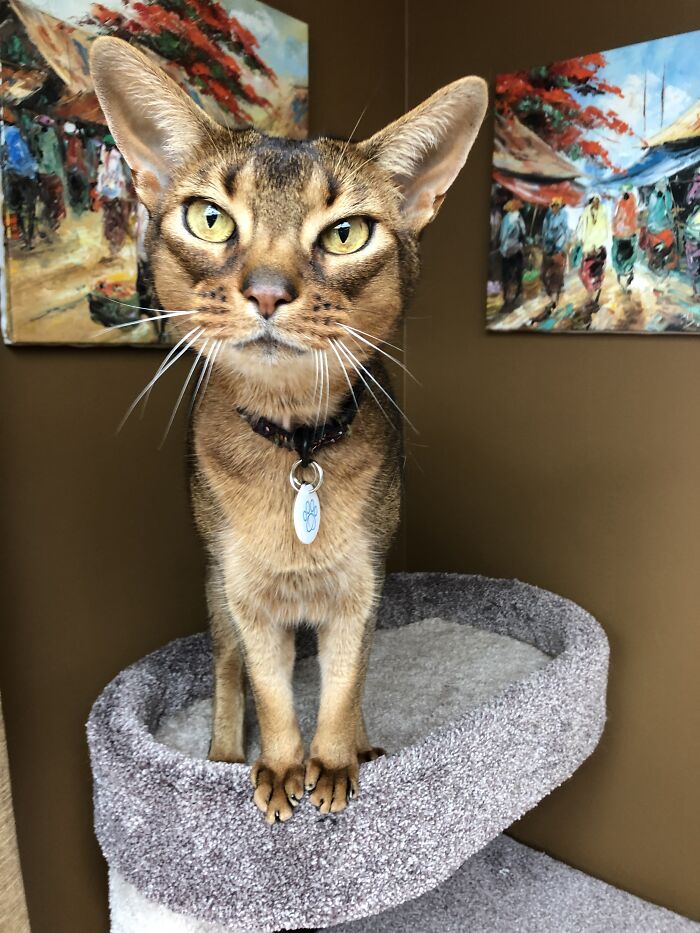 Woman Saves Almost $30K By Taking Care Of People's Cats While Traveling Woman Saves Almost $30K By Taking Care Of People's Cats While Traveling