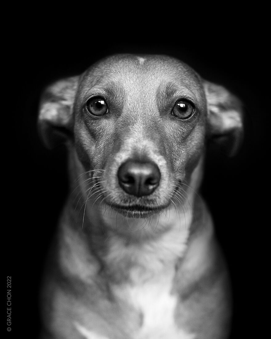 I Took Photos Of Dogs That Can Help You Slow Down, Breathe, And Feel Better. I Took Photos Of Dogs That Can Help You Slow Down, Breathe, And Feel Better.