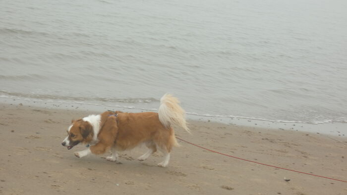 A Foggy Day At The Beach With My Dog!