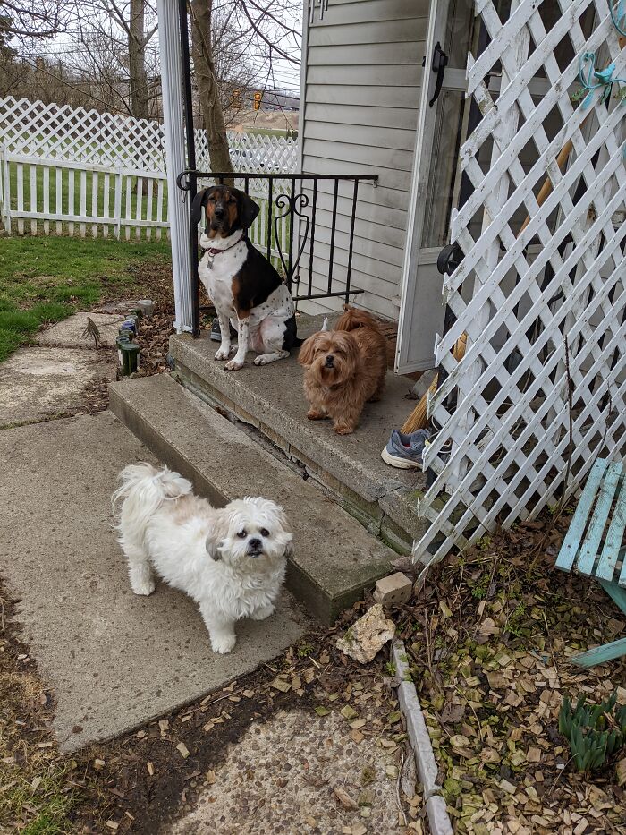 I Like To Hang Out At Home With The Pups