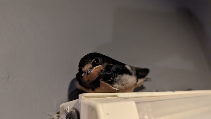 A Swallow Fledgeling Judges My Photography