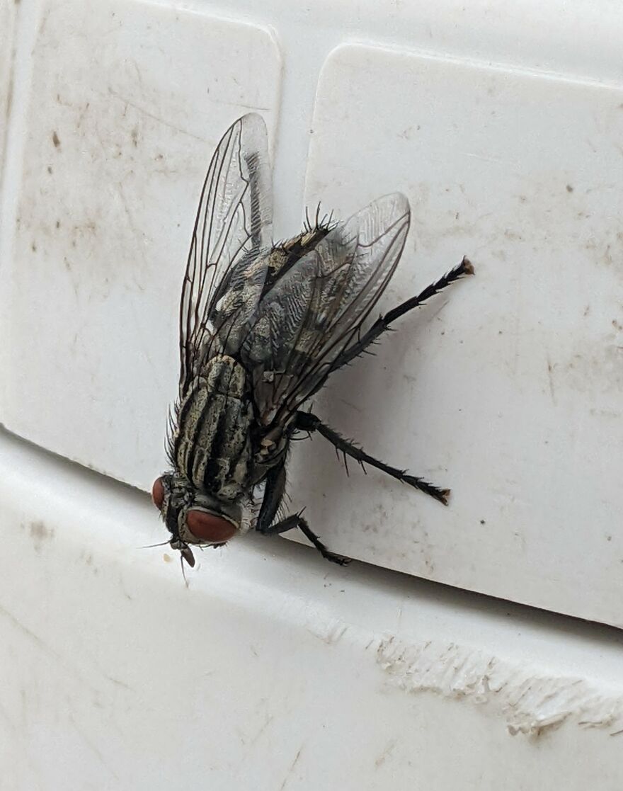 This Fly On My Freinds Water Bottle :)