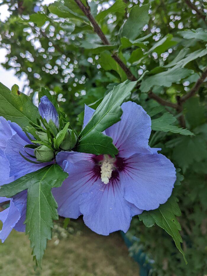 Mom's Blue Rose Of Sharon Hibiscus.
