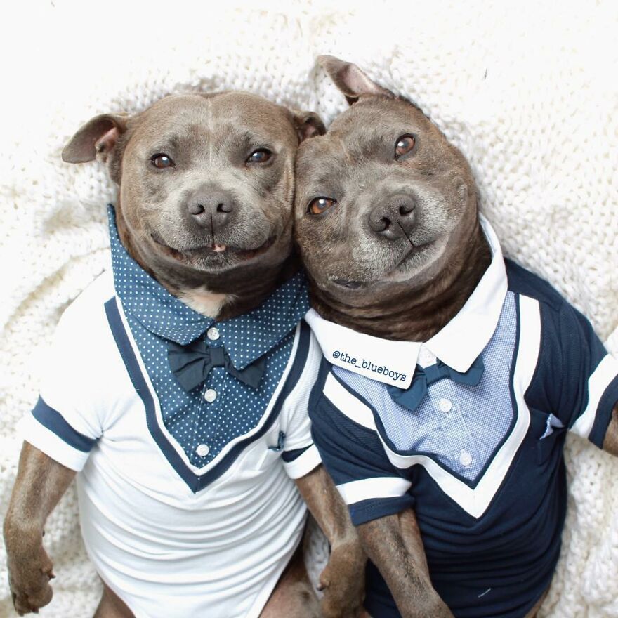 Pitbulls Are More Adorable That Scary. Here Are 5 Pictures To Prove It!