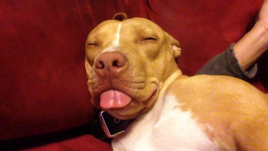 Pitbulls Are More Adorable That Scary. Here Are 5 Pictures To Prove It! Pitbulls Are More Adorable That Scary. Here Are 5 Pictures To Prove It!