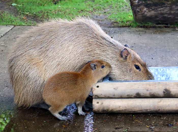 Cap-Ily Ever After: Zoo’s ‘Romantic’ Efforts Bring Arrival Of First Capybara Baby In Over A Decade (5 Pics) Cap-Ily Ever After: Zoo’s ‘Romantic’ Efforts Bring Arrival Of First Capybara Baby In Over A Decade (5 Pics)