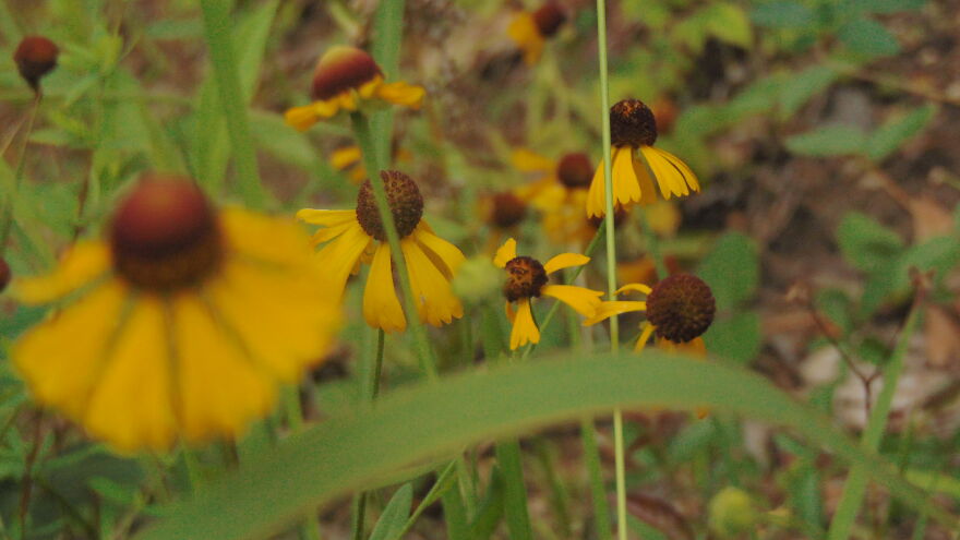 Purple-Headed Sneezeweed