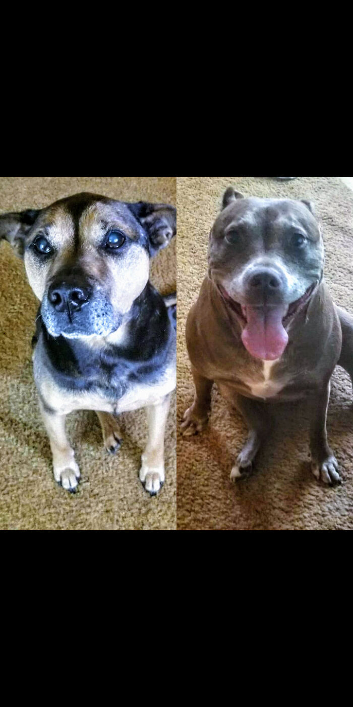 My Rescues Nola (Left) Is 17 And Sadie Is 12. I've Had Them Since They Were Puppies. These Girls Are My Whole World!