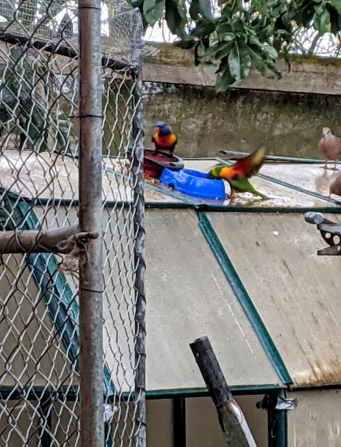 In This Edition Of Horribly Zoomed In Photos Of Birds On My Half Built Greenhouse, From Left To Right We Have The Magnificent Rainbow Lorikeet, Next We Have The Slightly Less Magnificent, And Far Less Graceful Subspecies Of Rainbow Lorikeet; Lastly We Have A Fine Example Of The Inquisitive Spotted Turtle-Dove.