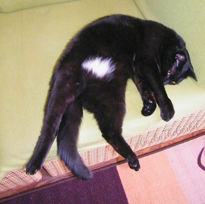 Black Cats Are Always Elegant. Umm... Almost Always