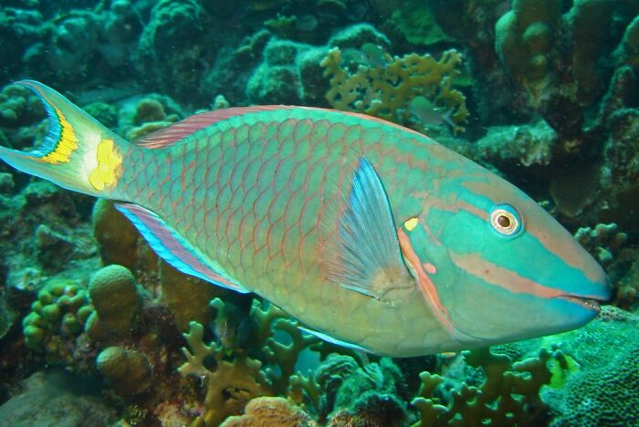 The White-Sand Beaches Of Hawaii Are Made Of Parrotfish Poop