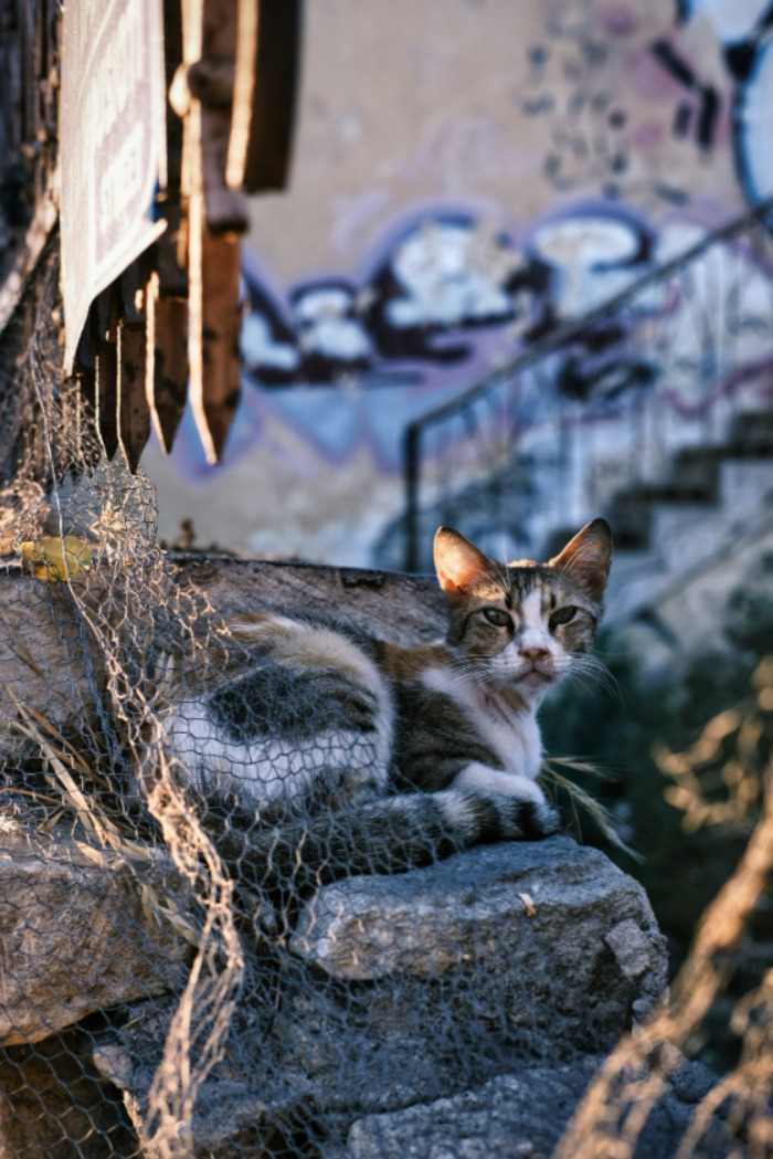 Stray Cats Of Limassol Part Two