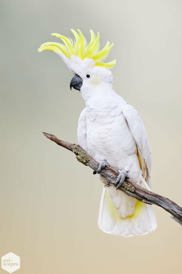 Sulphur-crested_Cockatoo_0003-600x900-62ce84d419ef3.jpg