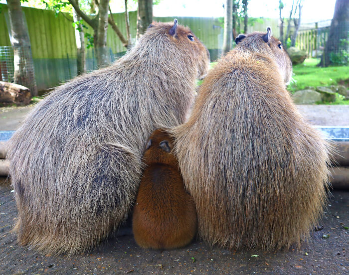 Cap-Ily Ever After: Zoo’s ‘Romantic’ Efforts Bring Arrival Of First Capybara Baby In Over A Decade (5 Pics)
