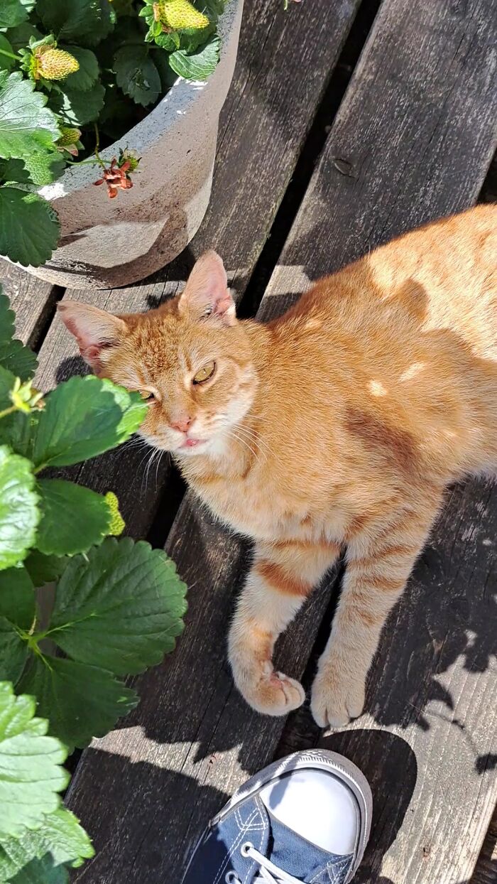 Joris Under The Strawberry Plants