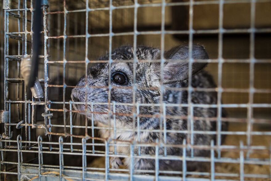 You Can Help End The Suffering Of Millions Of Animals In The European Union By Signing This Petition