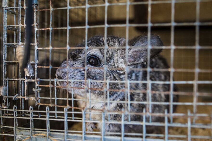 You Can Help End The Suffering Of Millions Of Animals In The European Union By Signing This Petition You Can Help End The Suffering Of Millions Of Animals In The European Union By Signing This Petition