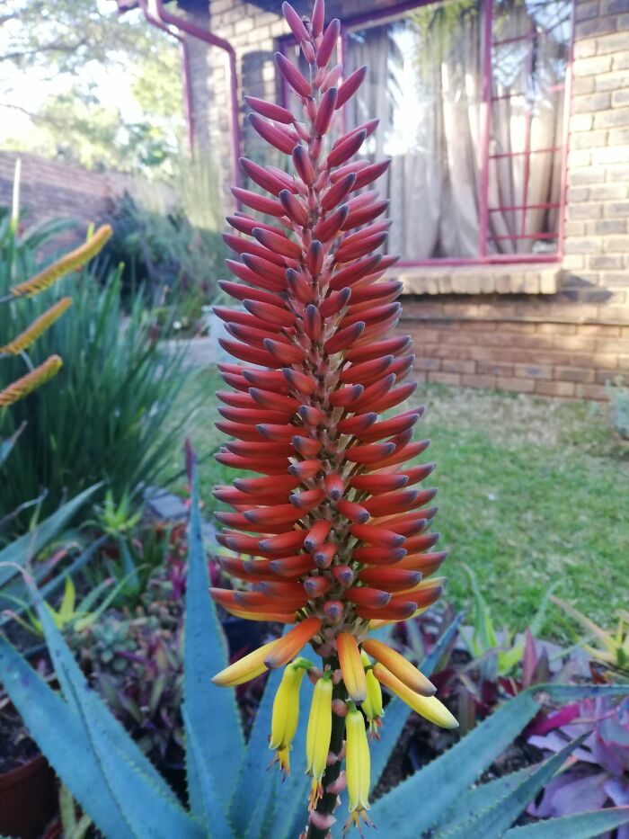 Aloe Hybrid Coming Into Bloom This Winter For The First Time Since I Planted It.