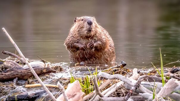 beaver-on-a-dam-a8b6a12-62d0095c8ef85.jpg