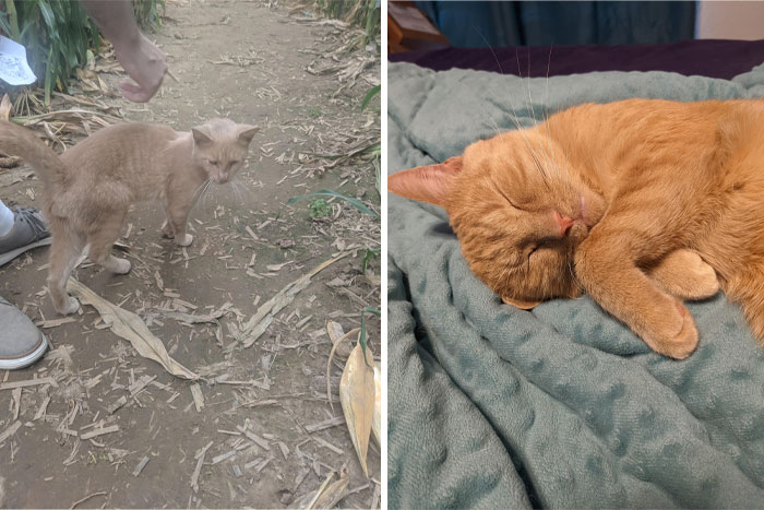 The Day I Found Him Dirty And Starving In A Seasonal Corn Maze vs. Living The Good Life 2 Years Later!