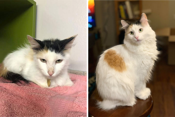 We Adopted Luna During Covid Restrictions And Couldn’t See Her Before Adopting. This Is The One Pic They Sent Me—now, From Goblin To Marshmallow Princess!