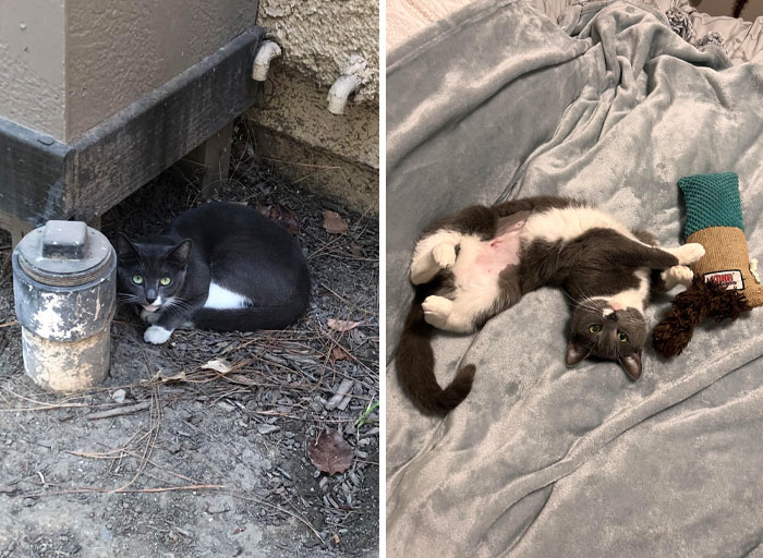 Before: Found Outside At About 10 Weeks Old And Terrified Of People After: 6 Months Old And Loves Blankets, Toys, And Snuggles