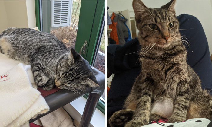 Bagel At The Shelter vs. Where He Belongs, On My Stomach