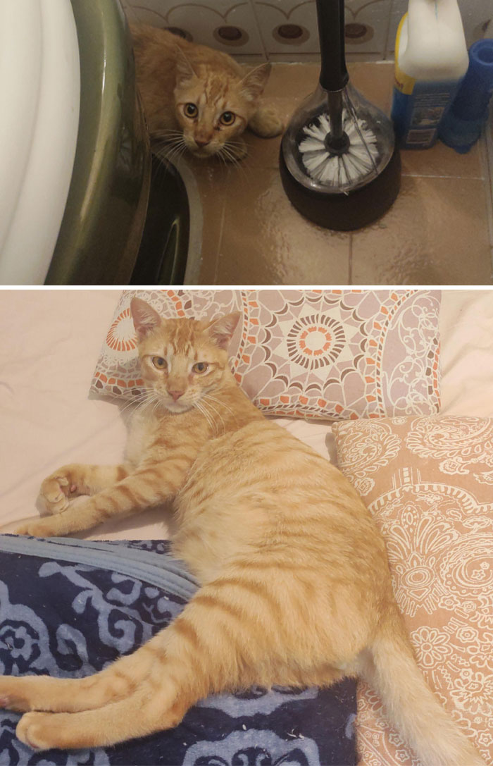 I'm Fostering This Sweet Boy. He Was ~8mo Old When He Came To Me, Scared, Thin And Full Of Worms And Now He Is Looking For A Forever Home, As A Loving, Sweet And Gentle Cat