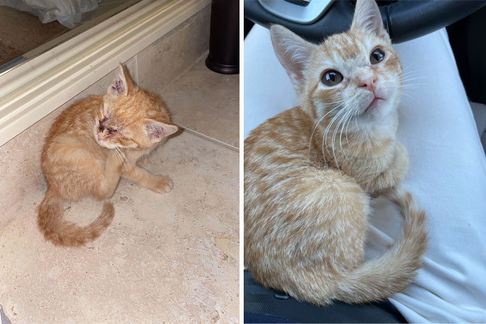 Chandler’s Before And After, Found Outside Alone In The Cold. Now A Healthy And Loved Handsome Boy