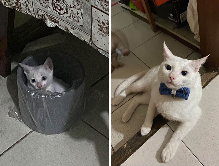 Found This Little Guy In The Streets A Year And A Half Ago. Now He’s Looking Dapper Af